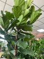 Ficus Lyrata drzewko XXL