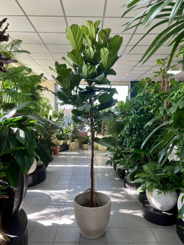 Ficus Lyrata drzewko XXL