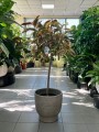 Ficus elastica Belize