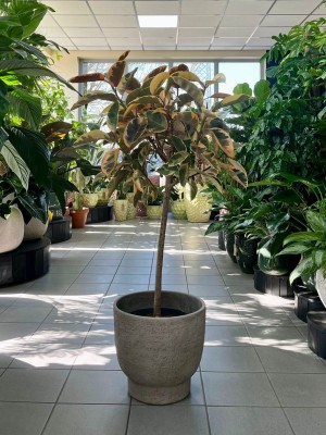 Ficus elastica Belize