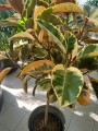Ficus elastica Belize