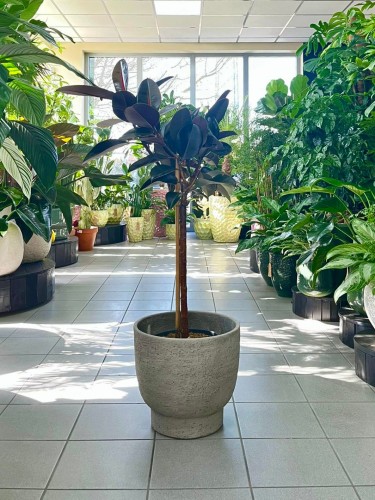 Ficus elastica Abidjan na pniu
