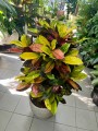 Kroton, Codiaeum variegatum Mrs. Iceton