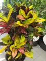 Kroton, Codiaeum variegatum Mrs. Iceton