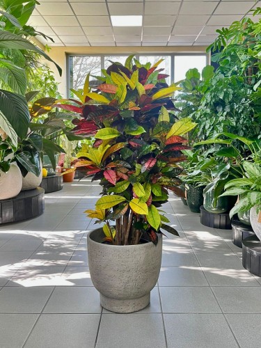 Kroton, Codiaeum variegatum Mrs. Iceton