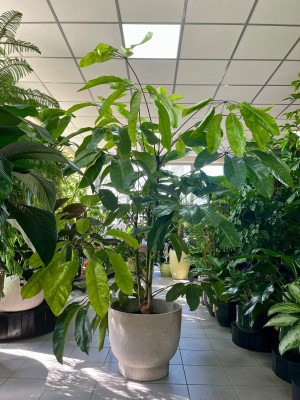 Schefflera actinophylla Amate green XXL