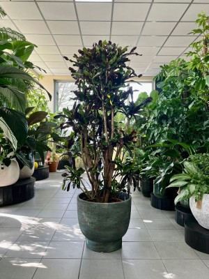 Kroton, Codiaeum variegatum Mammi