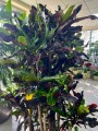 Kroton, Codiaeum variegatum Mammi