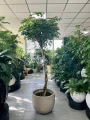 Schefflera arboricola Compacta na pniu