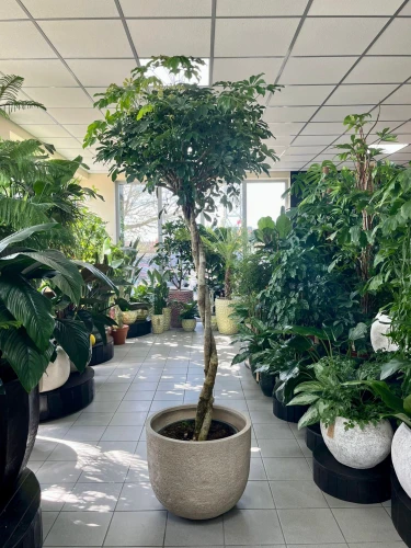 Schefflera arboricola Compacta na pniu