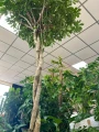 Schefflera arboricola Compacta na pniu