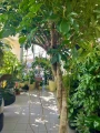 Schefflera arboricola Compacta na pniu