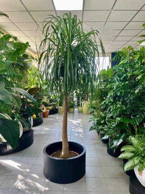 Beaucarnea recurvata, Nolina