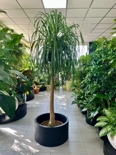 Beaucarnea recurvata, Nolina