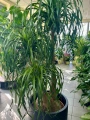 Beaucarnea recurvata - Nolina XXL