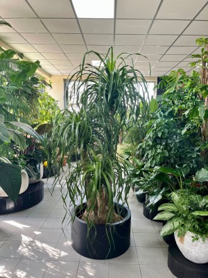 Beaucarnea recurvata - Nolina XXL