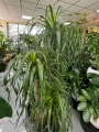 Beaucarnea recurvata - Nolina XXL
