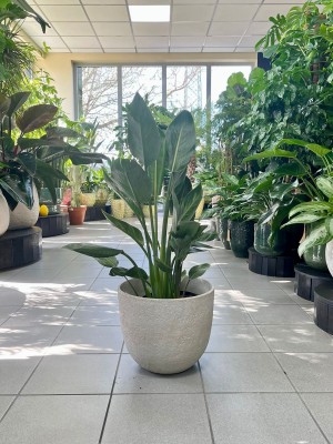 Strelitzia Reginae M, Strelicja królewska