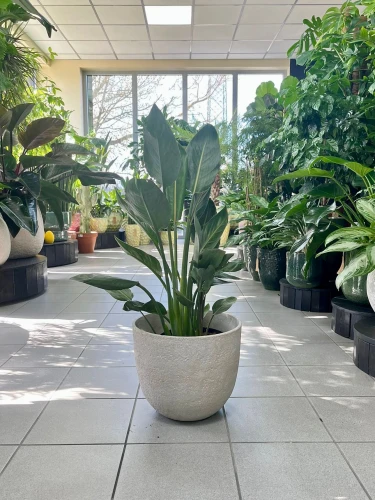 Strelitzia Reginae M, Strelicja królewska