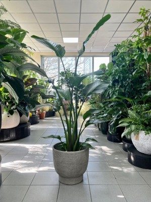 Strelitzia Nicolai, Strelicja