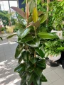 Ficus elastica Robusta, trzy pędy