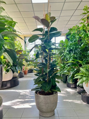 Ficus elastica Robusta, trzy pędy