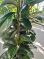 Ficus elastica Robusta, trzy pędy