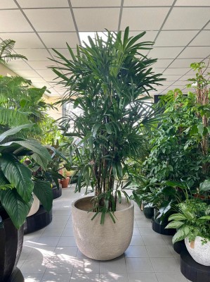 Rhapis excelsa, rapis wyniosły XXL