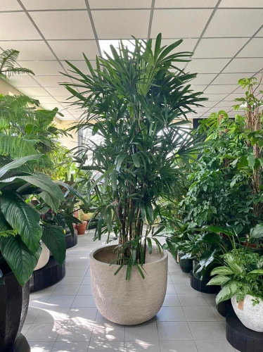 Rhapis excelsa, rapis wyniosły XXL