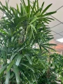 Rhapis excelsa, rapis wyniosły XXL