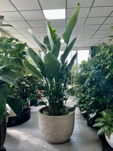 Strelitzia Nicolai XXL, Strelicja biała