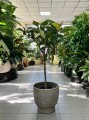 Ficus elastica Moonshine, Ficus Shivereana