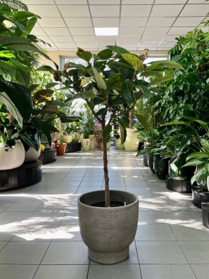 Ficus elastica Moonshine, Ficus Shivereana