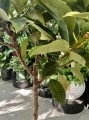 Ficus elastica Moonshine, Ficus Shivereana