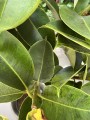 Ficus elastica Moonshine, Ficus Shivereana