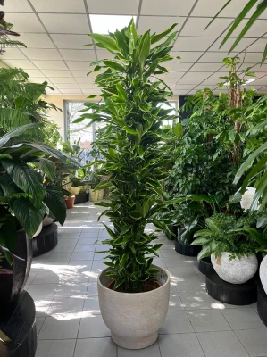 Dracena fragrance Golden Coast XL