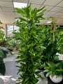 Dracena fragrance Golden Coast XL