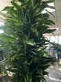Dracena fragrance Golden Coast XL