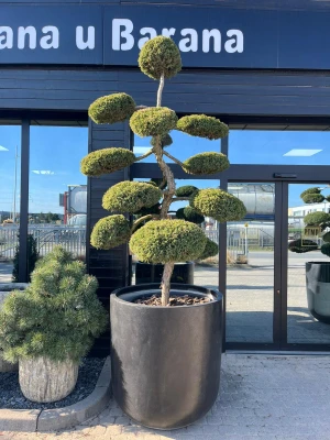 Jałowiec Bonsai, Juniperus Hetzii L