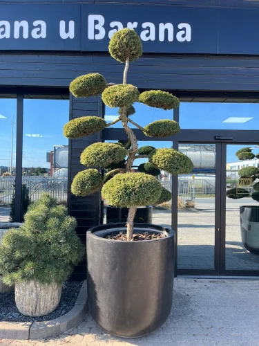 Jałowiec Bonsai, Juniperus Hetzii L
