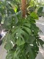 Monstera Deliciosa XL