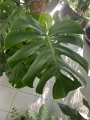 Monstera Deliciosa XL