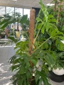 Monstera Deliciosa XL