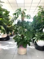 Monstera Deliciosa XL