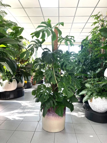 Monstera Deliciosa XL