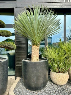 Yucca Rostrata XL
