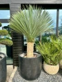 Yucca Rostrata XL