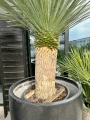 Yucca Rostrata XL