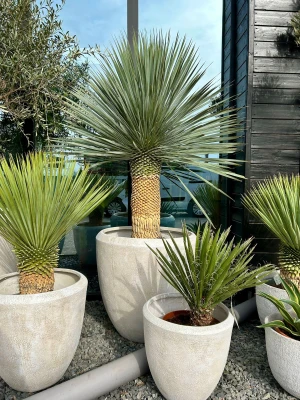 Yucca Rostrata 