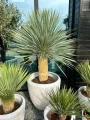 Yucca Rostrata